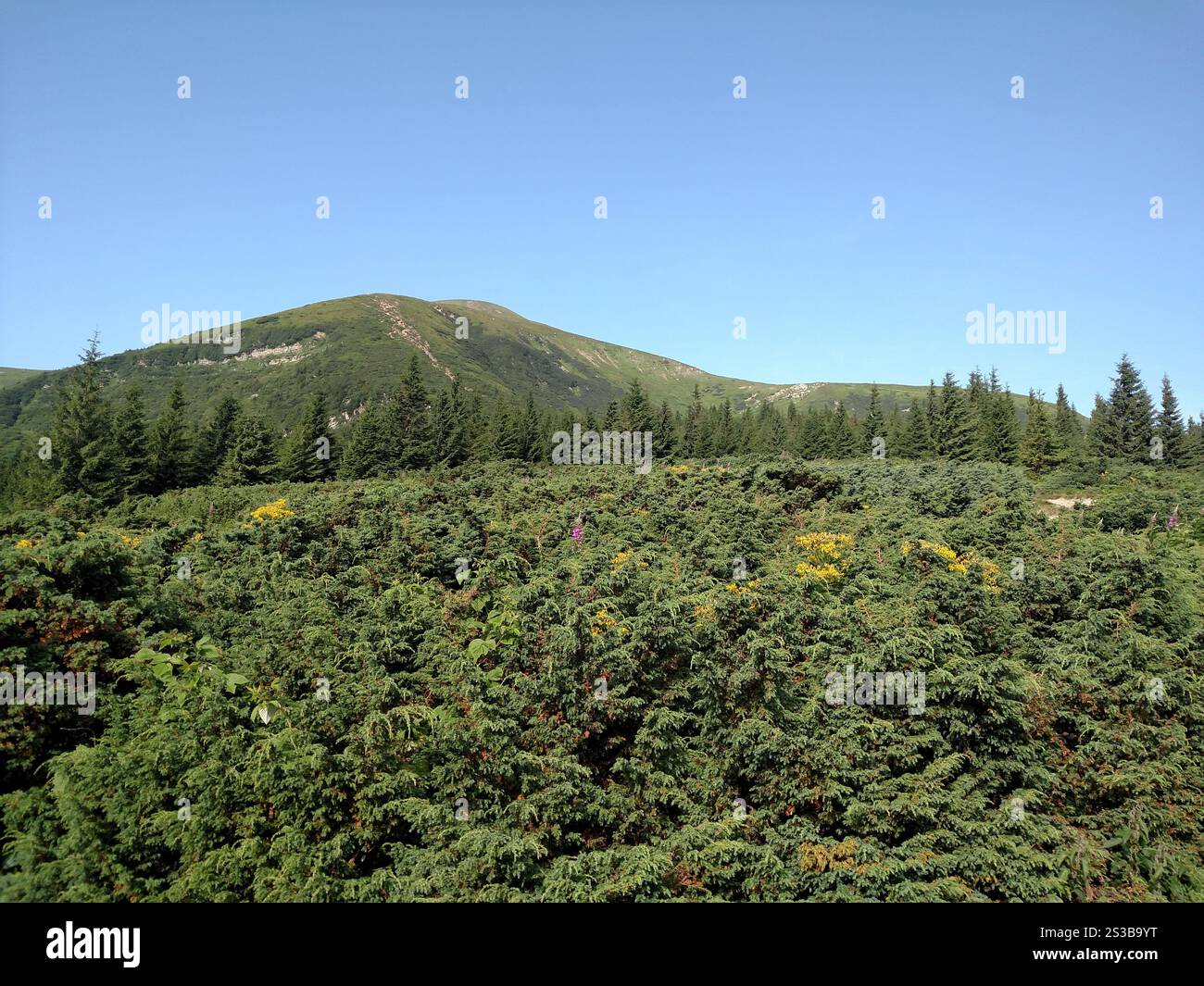 Ginepri piante di alberi di Natale che crescono su una montagna guarda da un angolo orizzontale Foto Stock