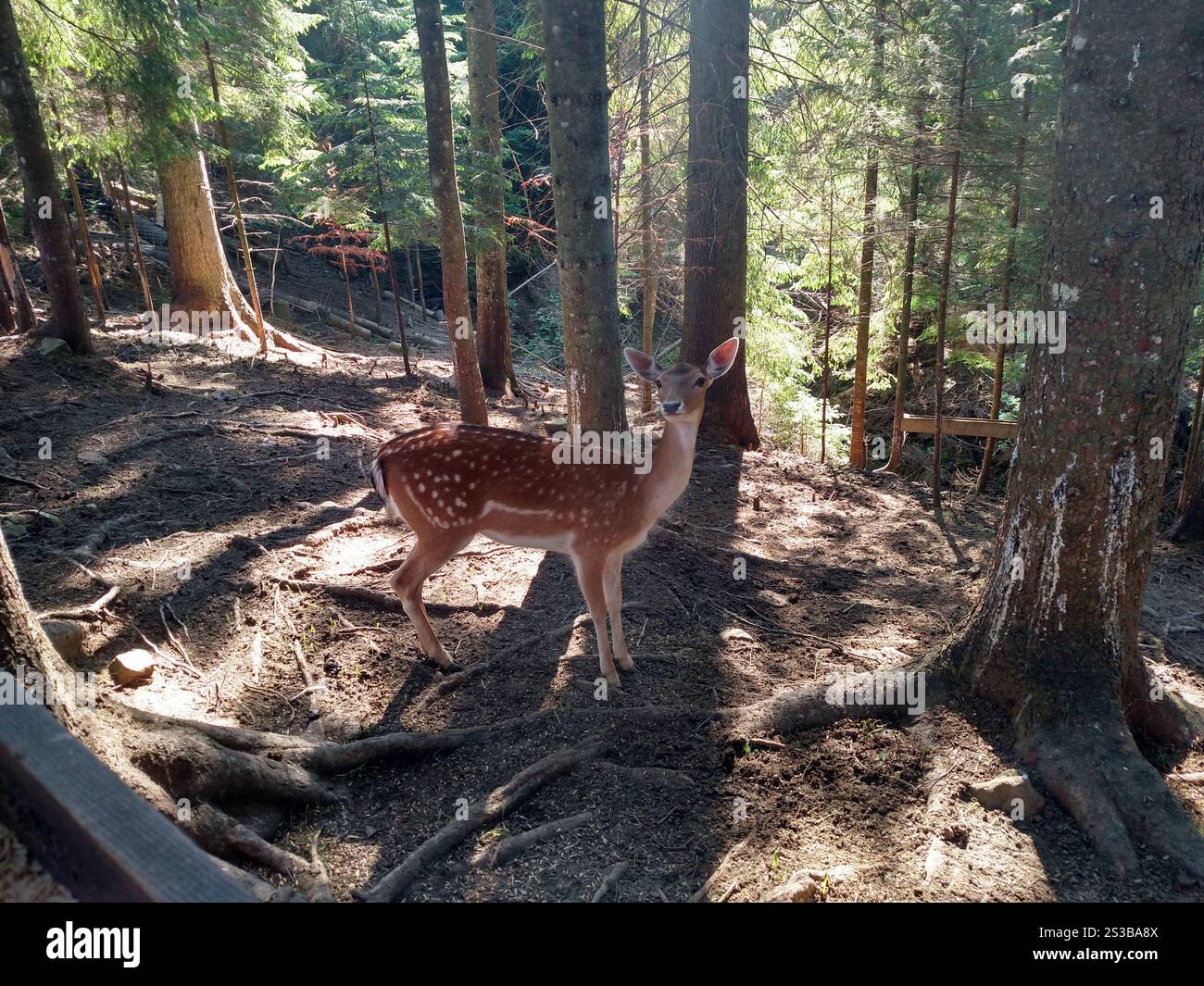 Giovani caprioli fawn animale selvatico in ambiente naturale orizzontale Foto Stock