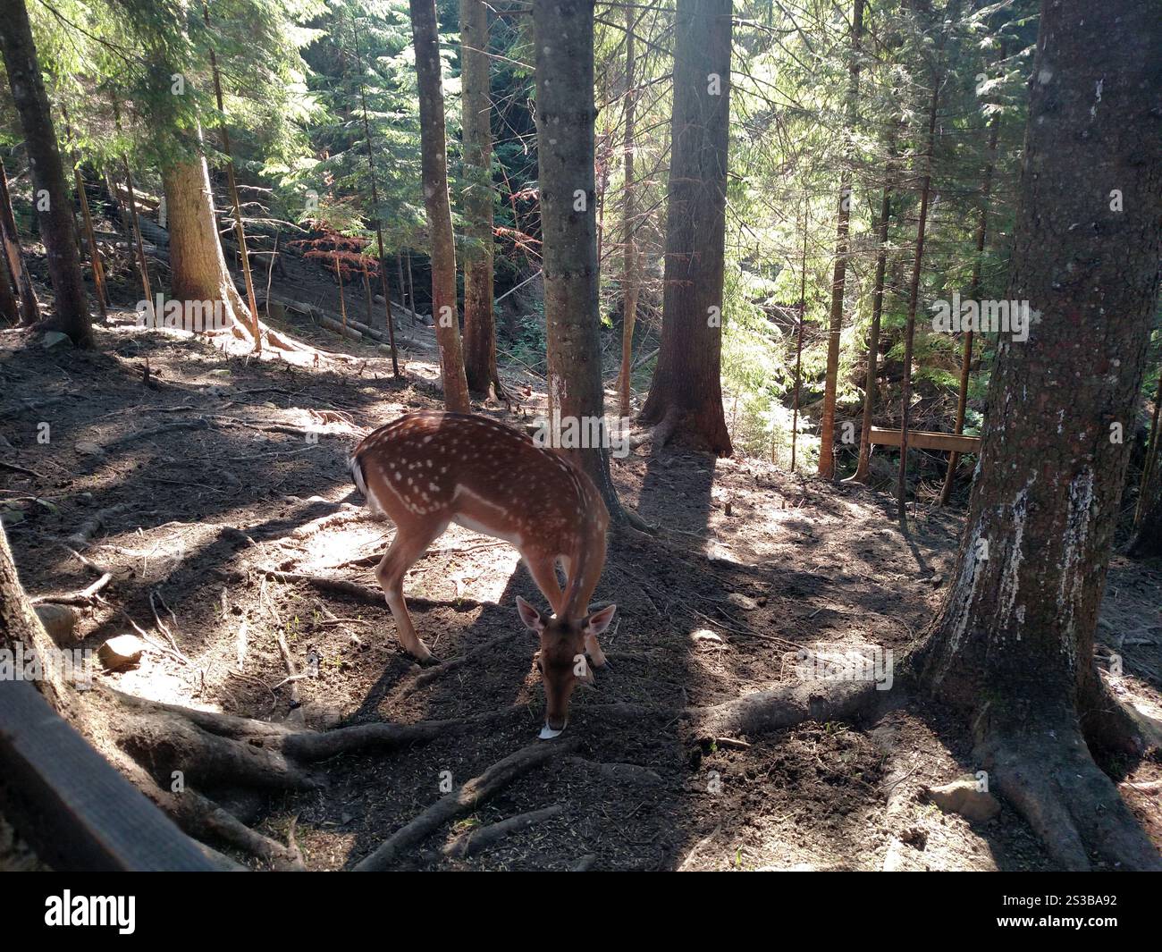 Giovani caprioli fawn animale selvatico in ambiente naturale orizzontale Foto Stock