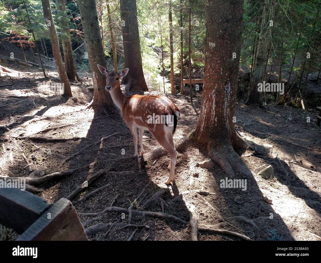 Giovani caprioli fawn animale selvatico in ambiente naturale orizzontale Foto Stock