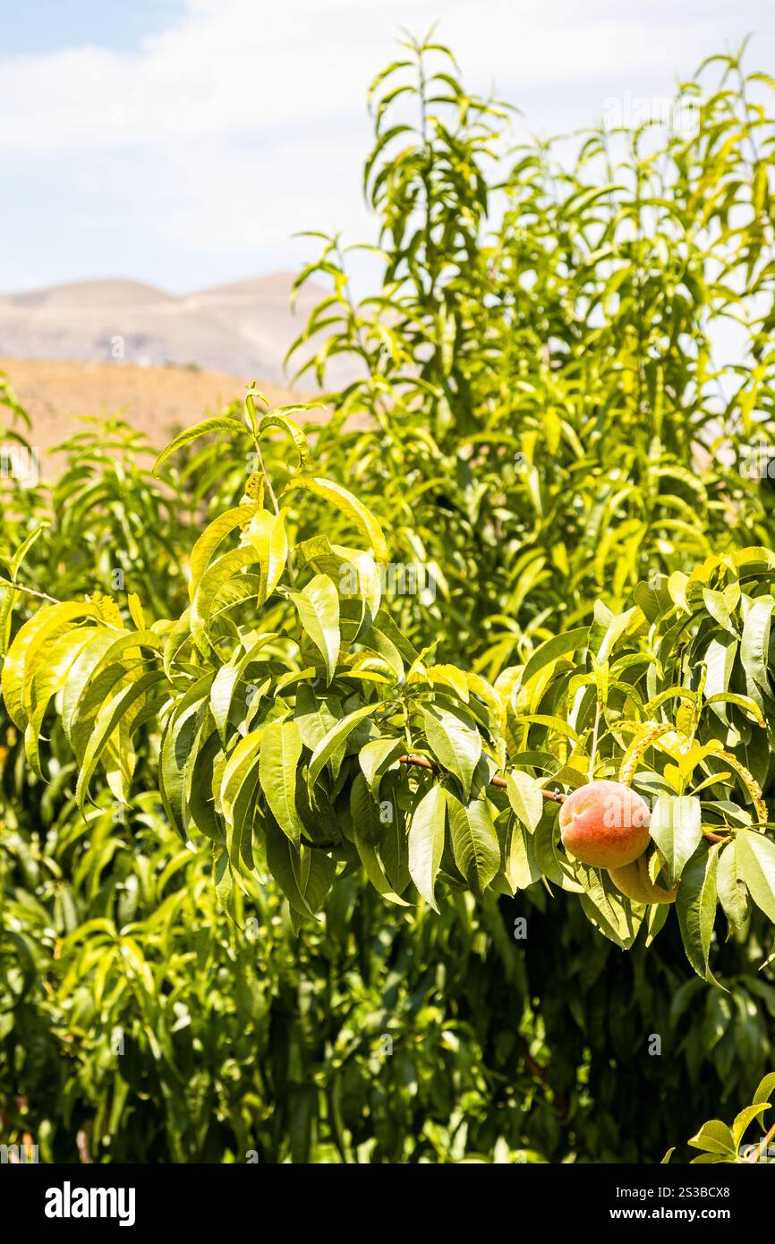 Pesca nel frutteto e vista della montagna sullo sfondo nelle province di Vayots Dzor, Armenia, nelle soleggiate giornate estive Foto Stock