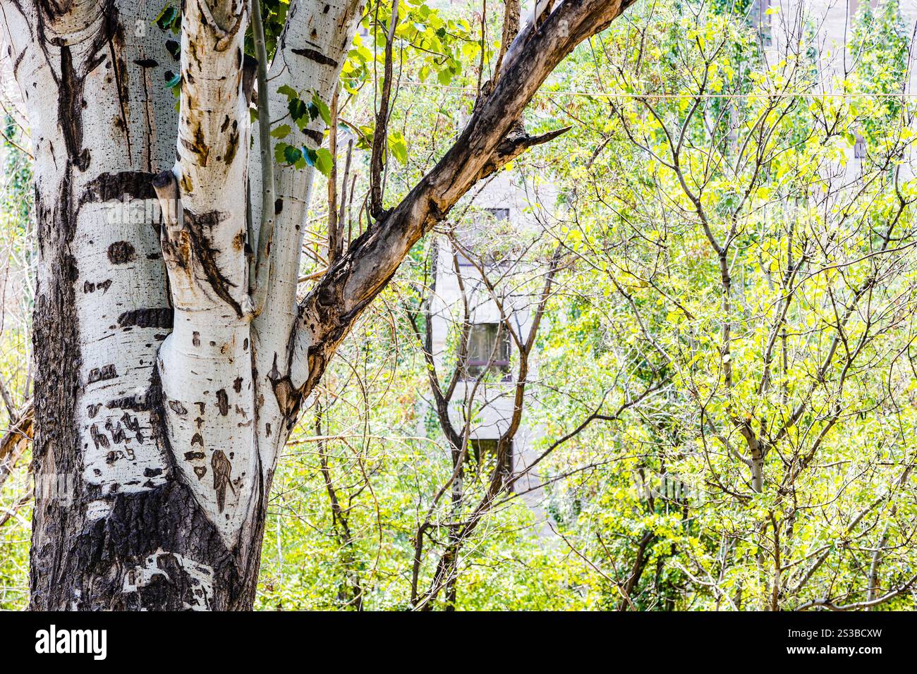 Tronchi di vecchio albero di pioppo e giovani alberi verdi di crescita nel parco della Vittoria nella città di Erevan, in Armenia, nella soleggiata giornata estiva Foto Stock