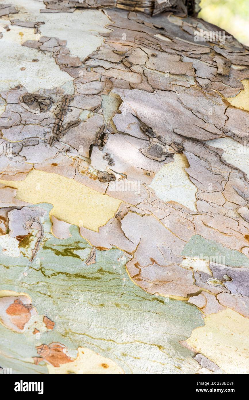 Corteccia multicolore di vecchio tronco di sicomoro da vicino nel parco della Vittoria nella città di Erevan, Armenia, il giorno d'estate Foto Stock