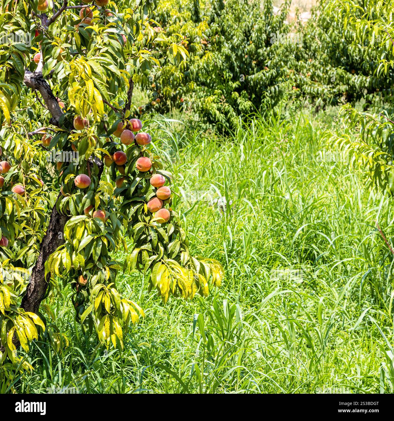 Pesca con frutti maturi nel giardino armeno delle province di Vayots Dzor, Armenia, in un giorno estivo di sole Foto Stock