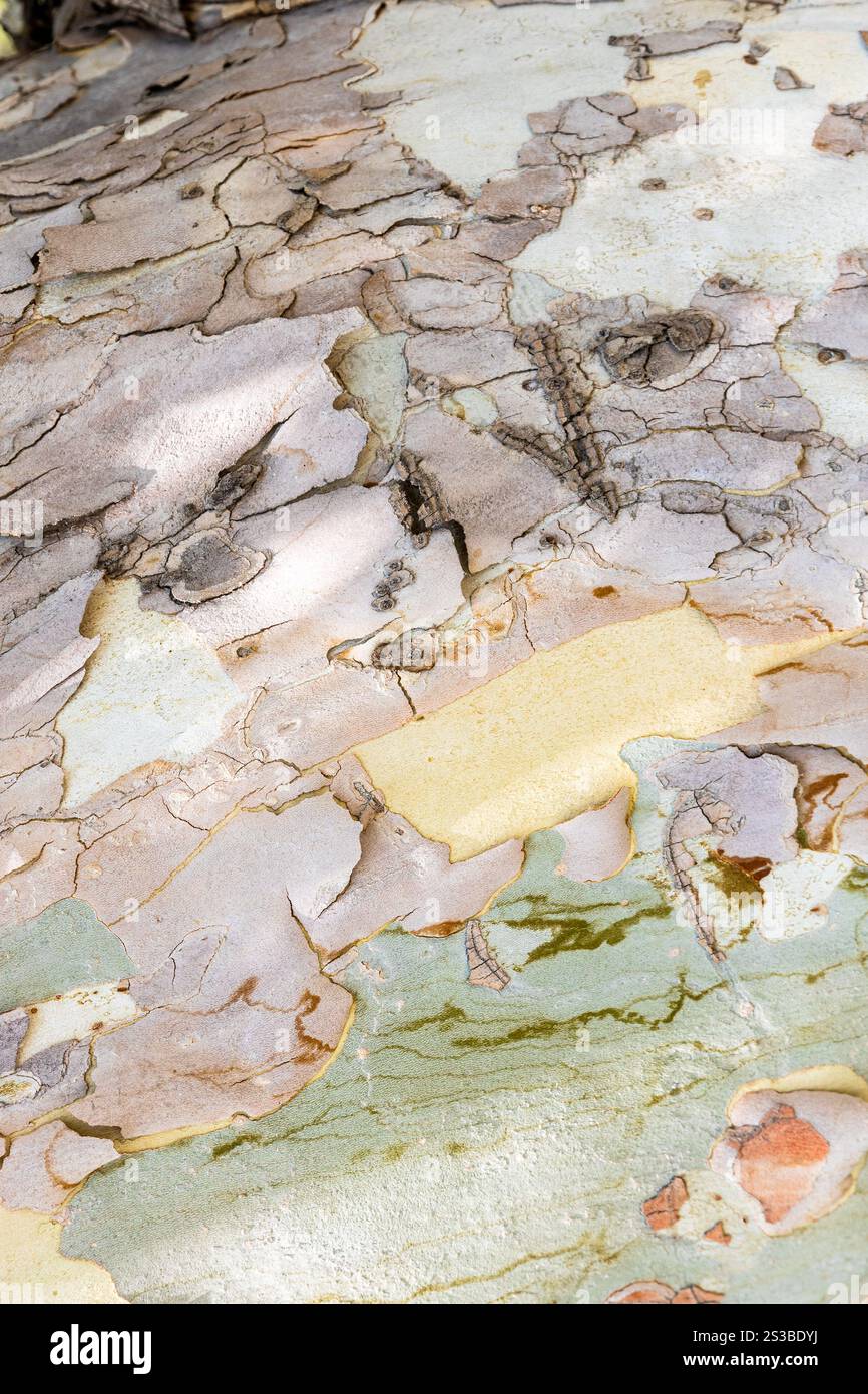 Corteccia multicolore di vecchio tronco di platano da vicino nel parco della Vittoria nella città di Erevan, Armenia, il giorno d'estate Foto Stock