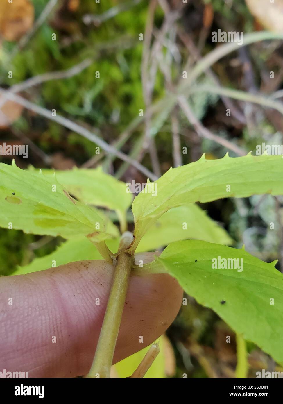 Boodland Beardtongue (Nothochelone nemorosa) Foto Stock
