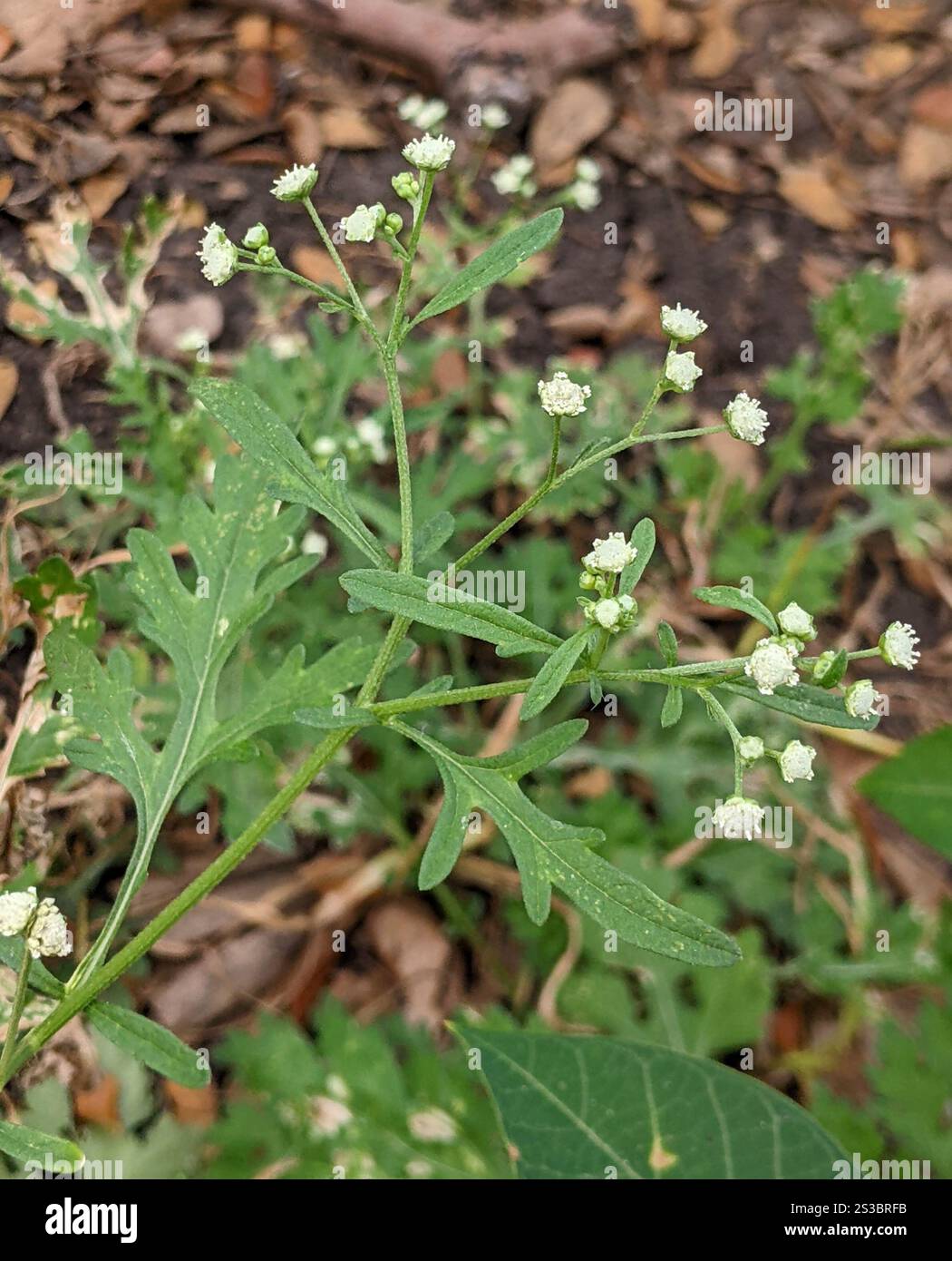 Santa Maria feverfew (Parthenium hysterophorus) Foto Stock