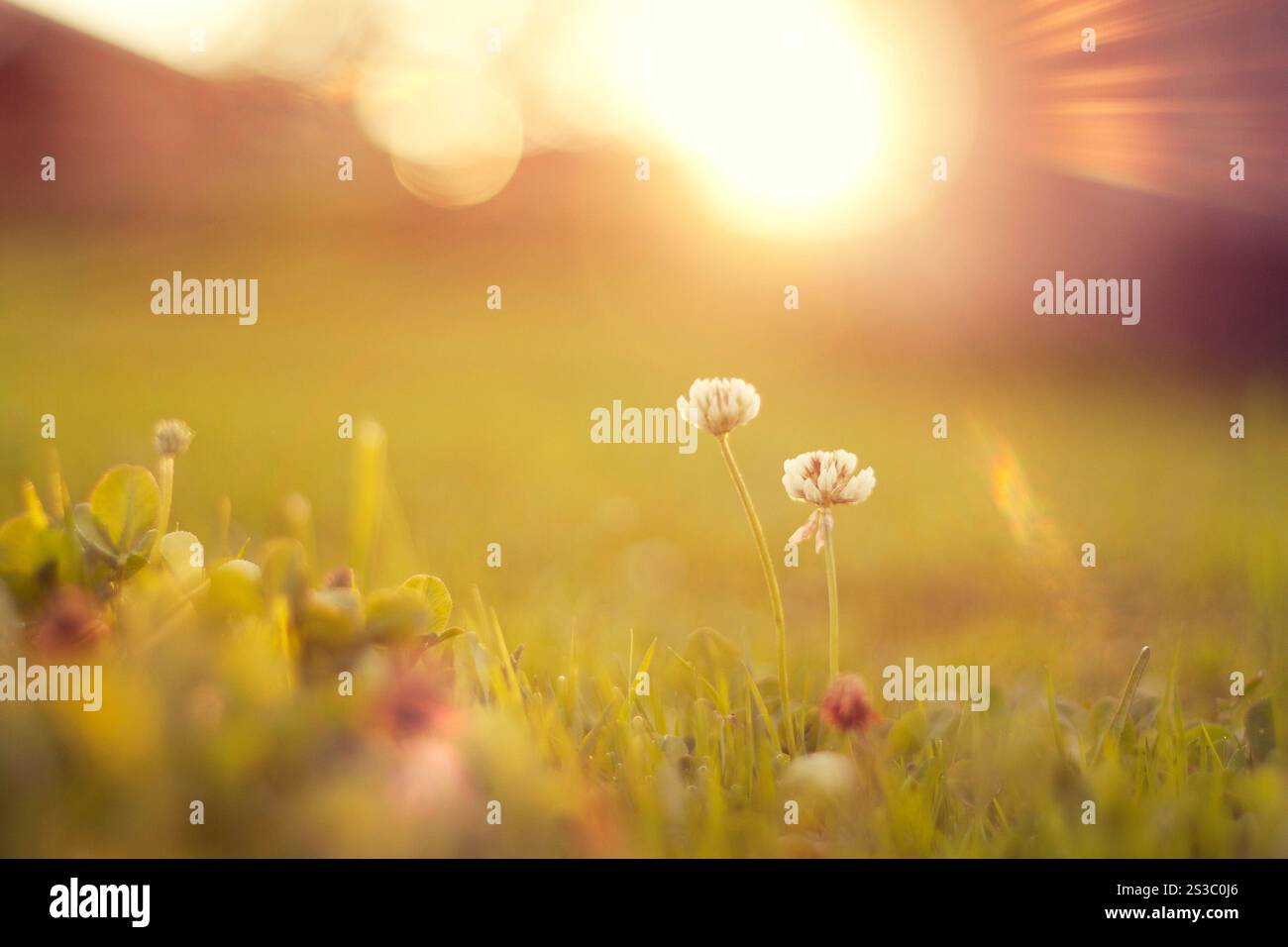 Due trifoglio nel prato dorato, ora magica. Foto Stock