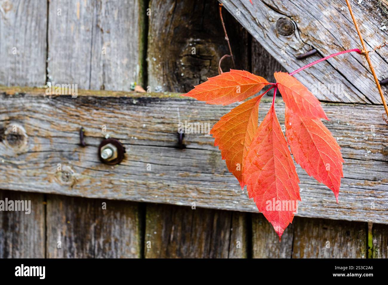 le colorate foglie autunnali di edera a cinque foglie si avvicinano all'antico cancello di legno del villaggio Foto Stock