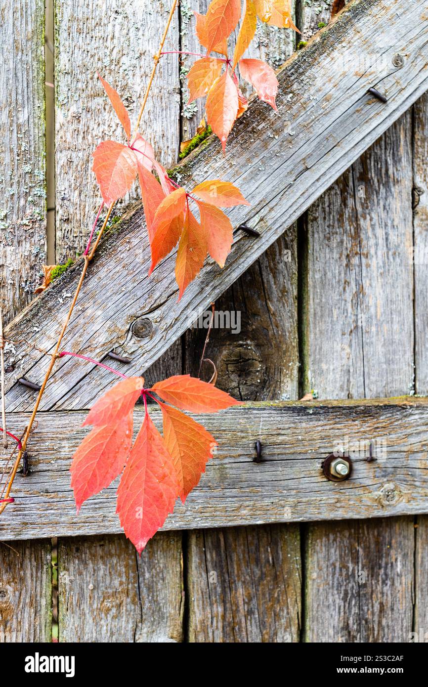 Le foglie autunnali rosse del crepuscolo della Virginia si avvicinano al vecchio wicket di legno del villaggio Foto Stock