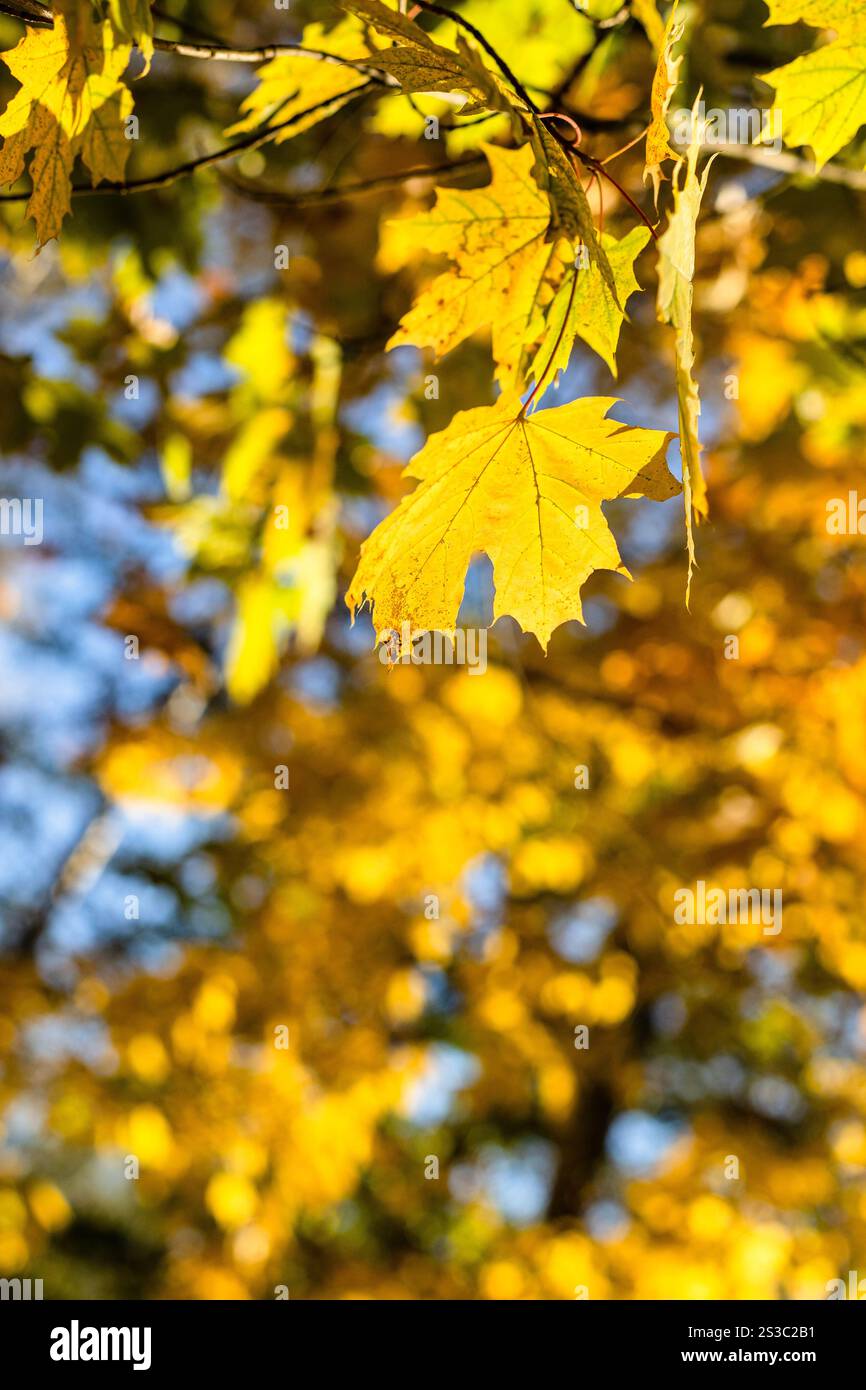 foglie d'acero giallo e foglie di alberi gialli sullo sfondo del parco cittadino nella soleggiata giornata autunnale. Concentrati sulle foglie in primo piano Foto Stock