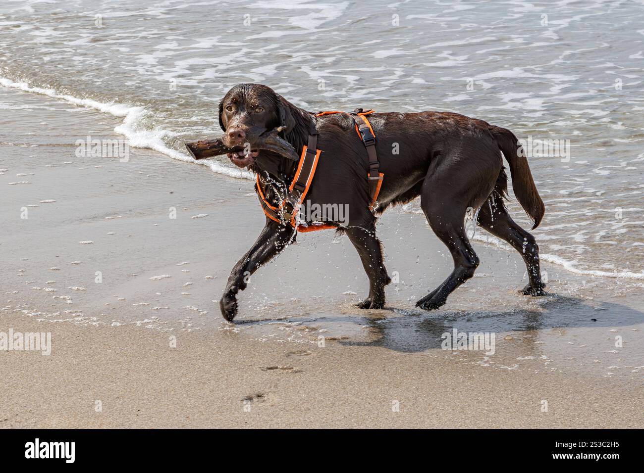 Il cane marrone con un pezzo di legno in bocca esce dall'acqua Foto Stock
