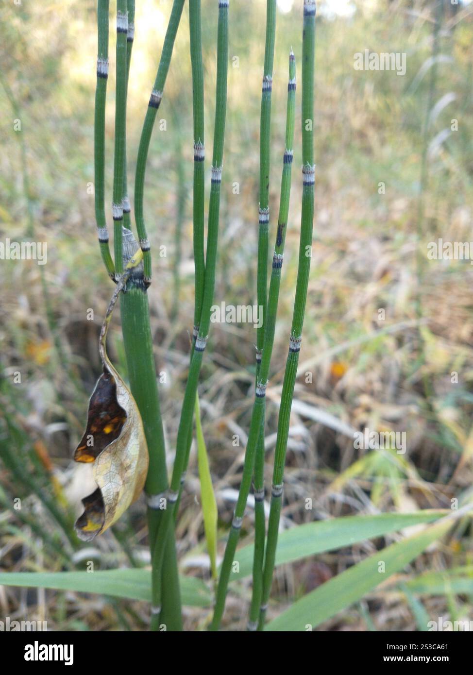 Scouringrush occidentale (Equisetum iemale affine) Foto Stock