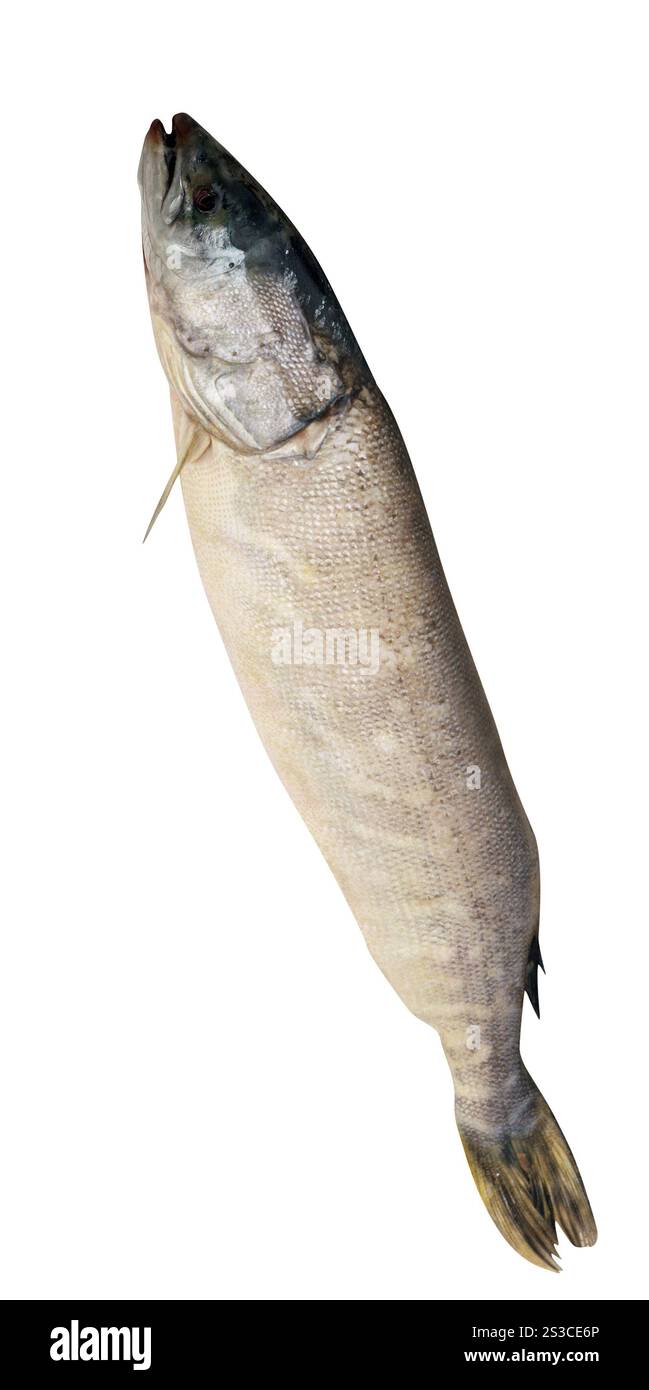 pesce crudo isolato su bianco Foto Stock