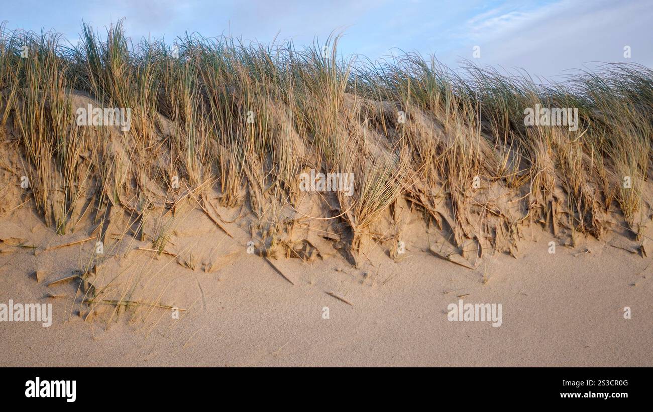 Weststrand Hörnum auf der Insel Sylt, der kilometerlange Dünenstrand ist ein Markenzeichen der nördlichsten Insel Deutschlands 04.01.25 *** Weststrand Hörnum sull'isola di Sylt, la spiaggia di dune lunga chilometri è un marchio registrato dell'isola più settentrionale della Germania 04 01 25 Foto Stock