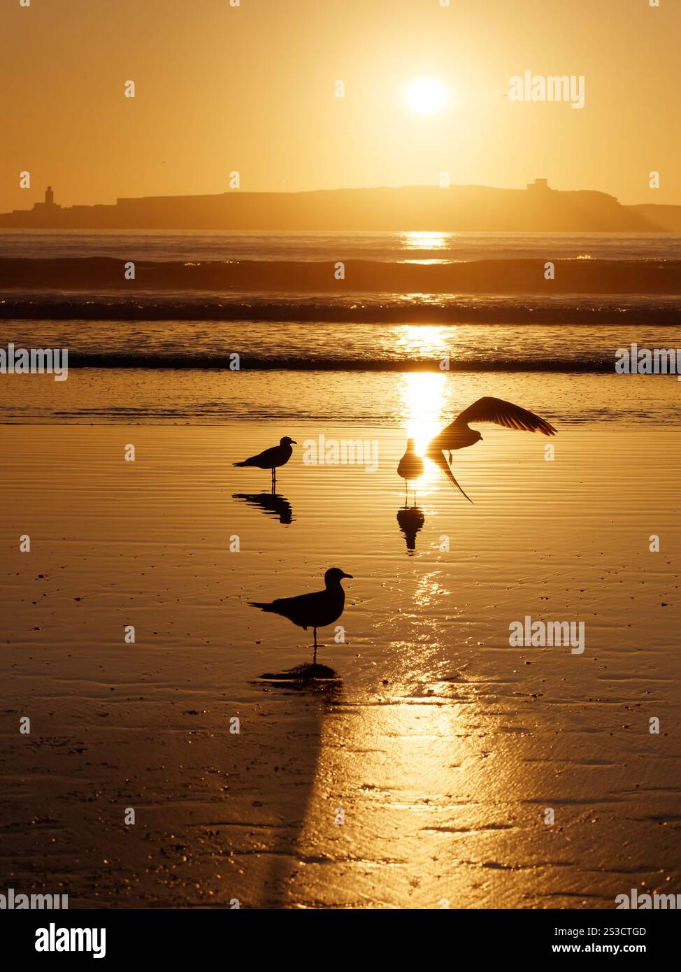 Tramonta su un'isola all'orizzonte mentre le onde rotolano verso gli uccelli nelle acque poco profonde mentre si decolla, a Essaouira, in Marocco. 8 gennaio 2025 Foto Stock