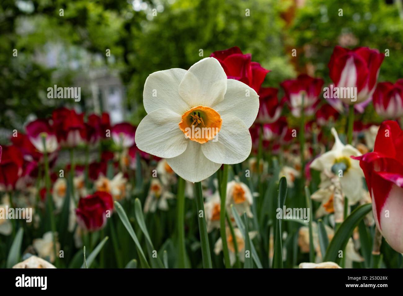 Un delicato narcidio con il centro del tuorlo d'uovo si trova sopra il letto dei tulipani Foto Stock