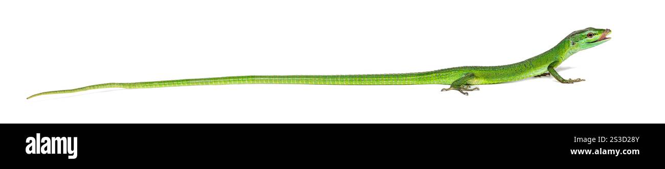 Vista laterale di una lucertola di erba Sakishima che attacca la lingua per leccargli l'occhio, Takydromus dorsalis, isolato sul bianco Foto Stock
