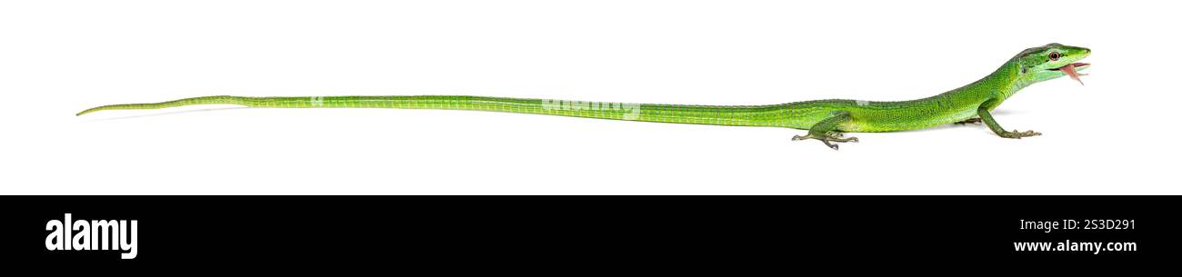 Vista laterale di una lucertola di erba Sakishima che attacca la lingua per leccargli l'occhio, Takydromus dorsalis, isolato sul bianco Foto Stock