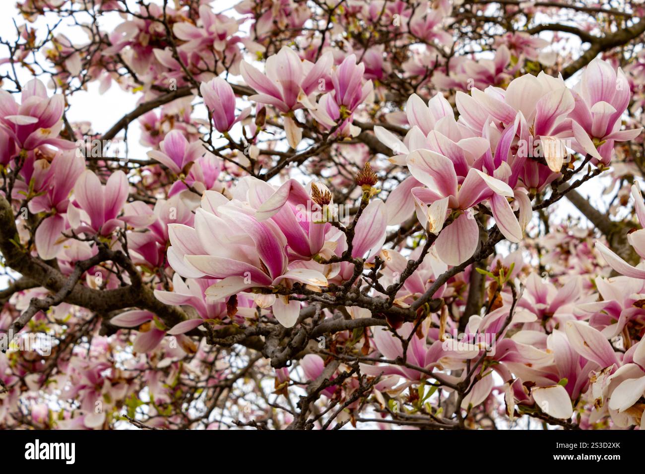 La Magnolia fiorisce verso la fine della loro vita in primavera Foto Stock