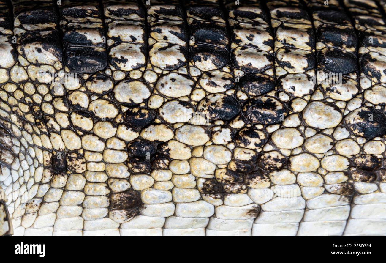 Primo piano della pelle di un coccodrillo filippino, Crocodylus mindorensis Foto Stock