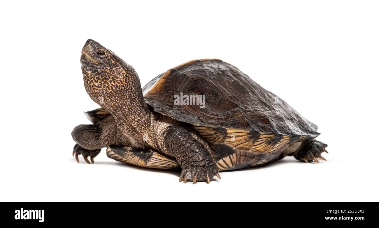 Tartaruga asiatica gigante, Heosemys grandis, isolata su bianco Foto Stock