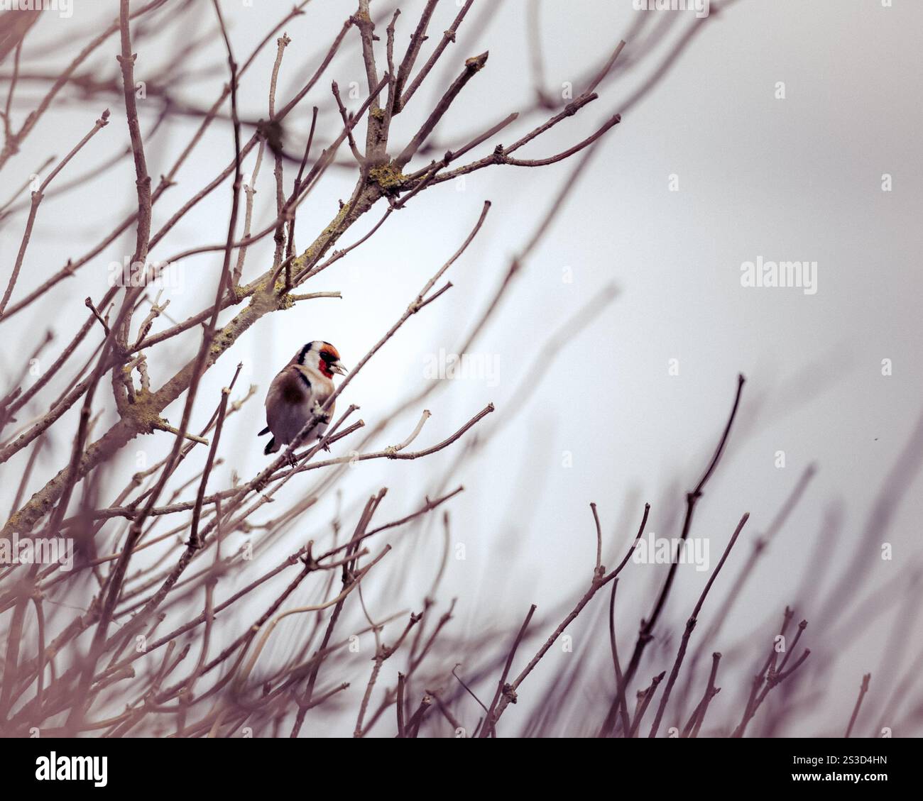 Gold Finch su una filiale invernale Foto Stock