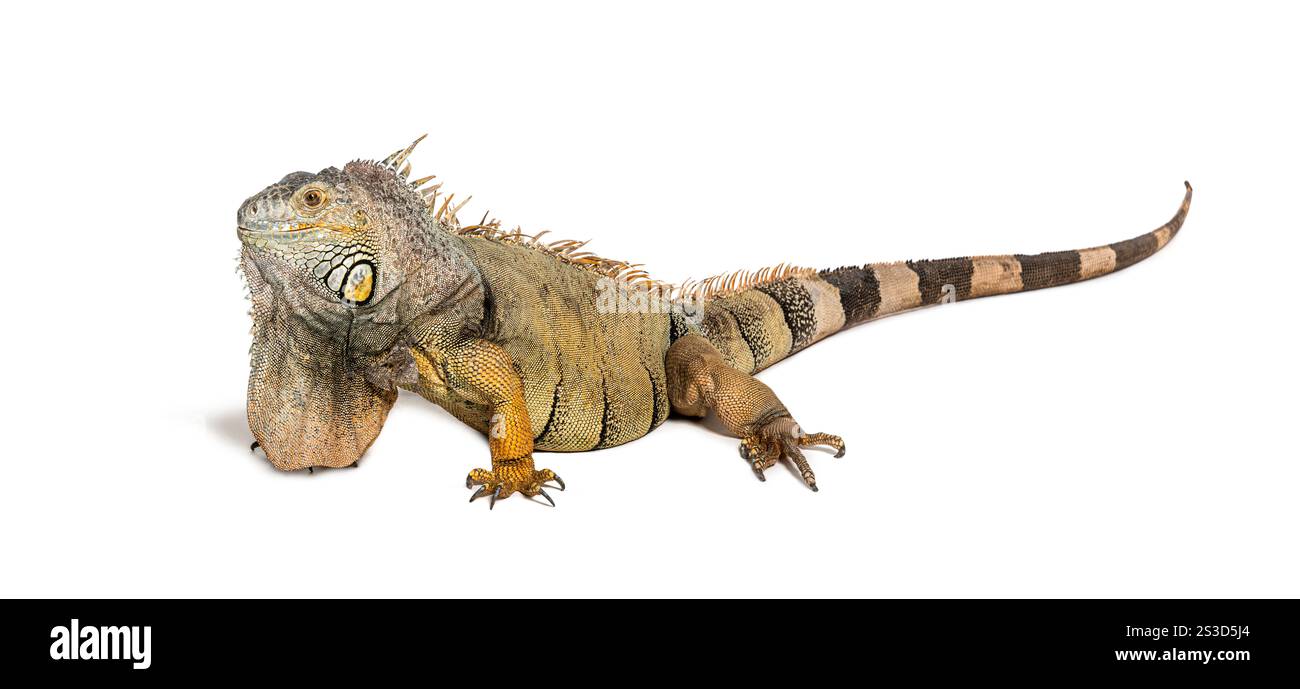 Iguana verde, iguana iguana iguana, isolata sul bianco Foto Stock