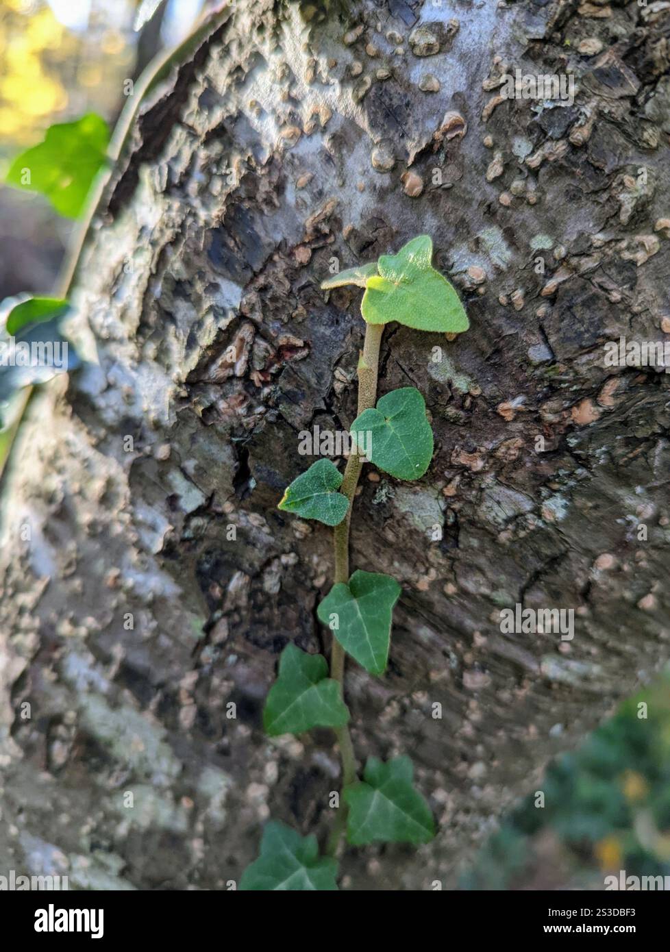 Edera atlantica (Hedera hibernica) Foto Stock