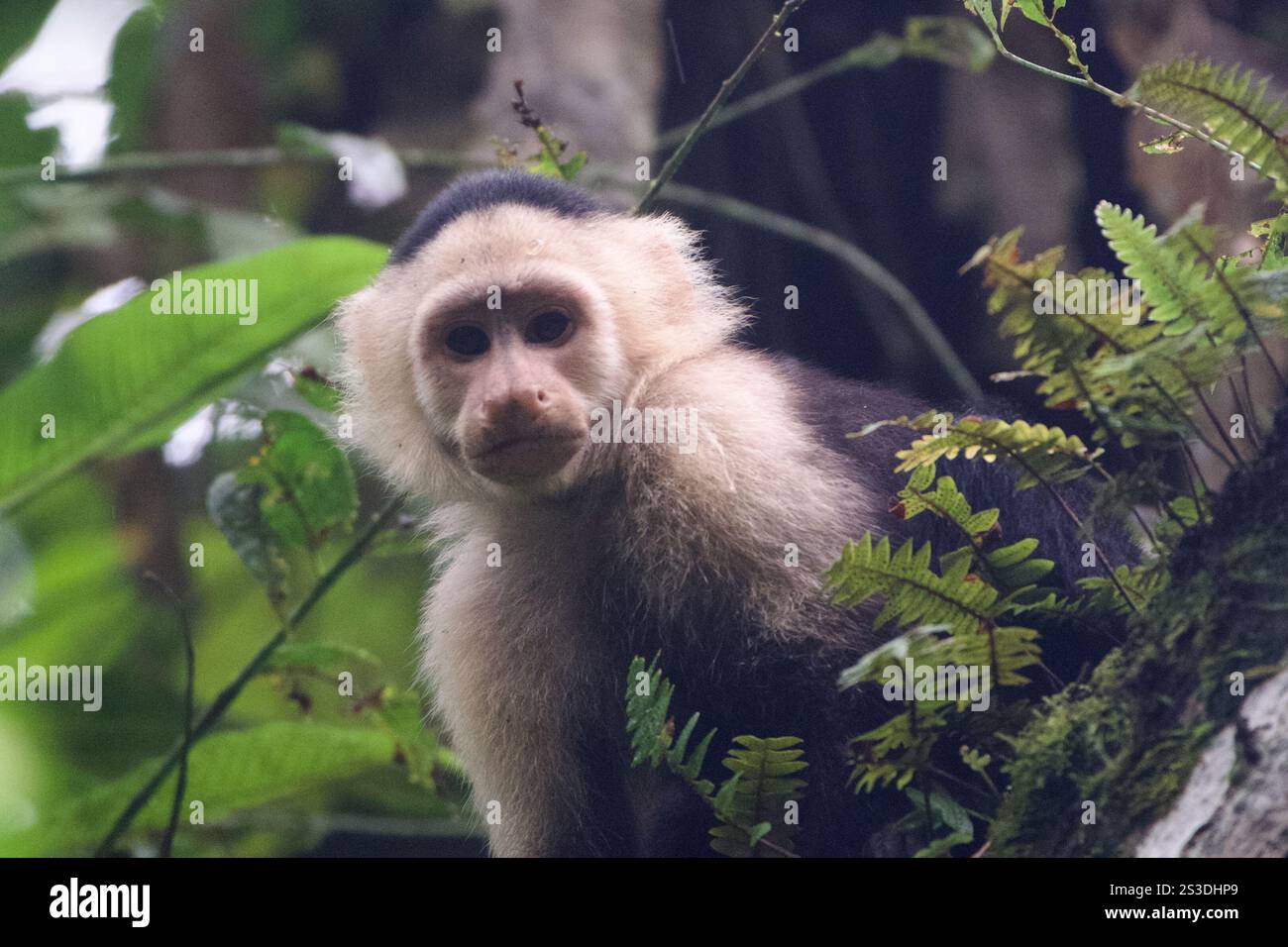 Cappuccini colombiani dalla gola bianca (Cebus capucinus) Foto Stock