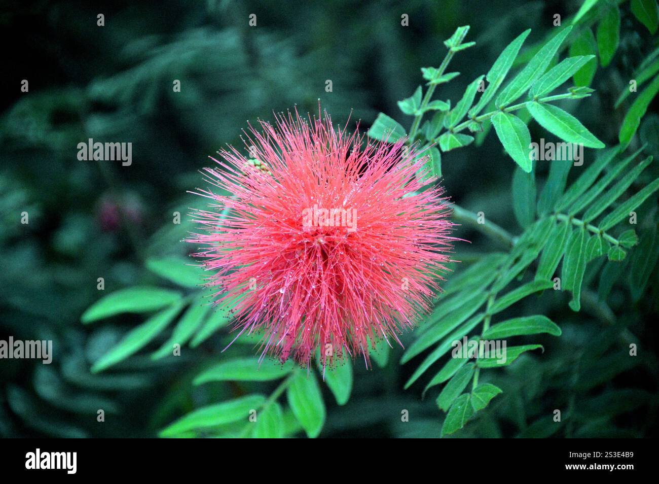 Red Calliandra Haematocephala (Red Powder Puff) Fiore coltivato al Jardin de Balata Garden, Fort-de-France, Martinica, Indie occidentali francesi, Caraibi. Foto Stock