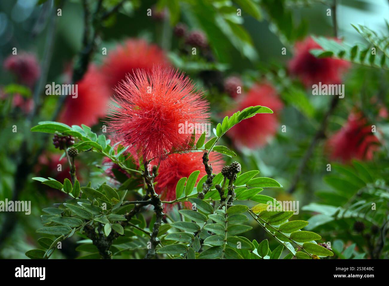 Red Calliandra Haematocephala (Red Powder Puff) Fiore coltivato al Jardin de Balata Garden, Fort-de-France, Martinica, Indie occidentali francesi, Caraibi. Foto Stock