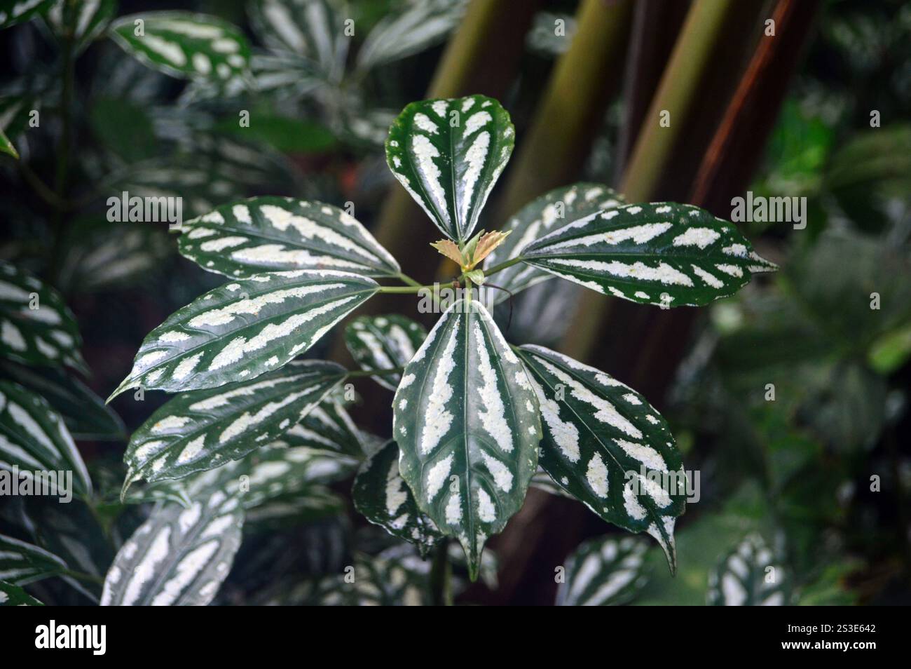 Foglie variegate verdi e scivolose di Pilea Cadierei (pianta di alluminio) coltivate al Jardin de Balata Garden, Fort-de-France, Martinica, Indie occidentali, Caraibi Foto Stock