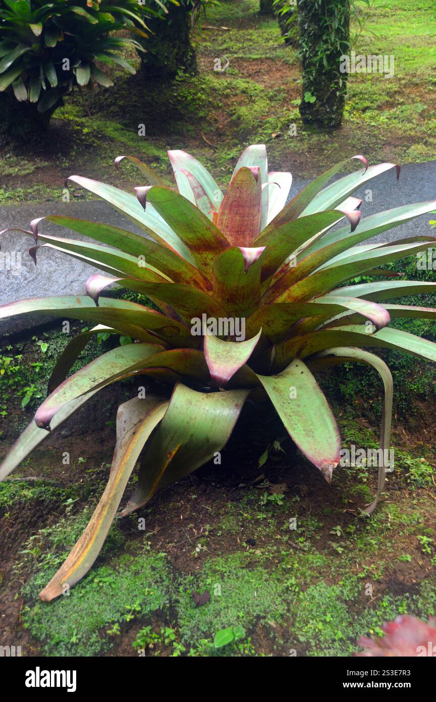 Alcantarea Imperialis (Fontana della Borgogna) pianta coltivata presso il giardino Jardin de Balata, Fort-de-France, Martinica, Indie occidentali, Caraibi. Foto Stock