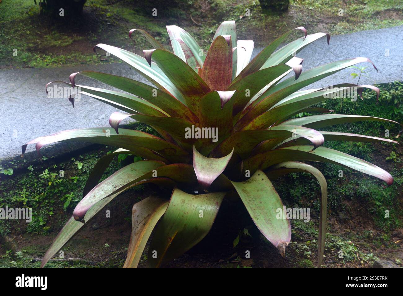 Alcantarea Imperialis (Fontana della Borgogna) pianta coltivata presso il giardino Jardin de Balata, Fort-de-France, Martinica, Indie occidentali, Caraibi. Foto Stock