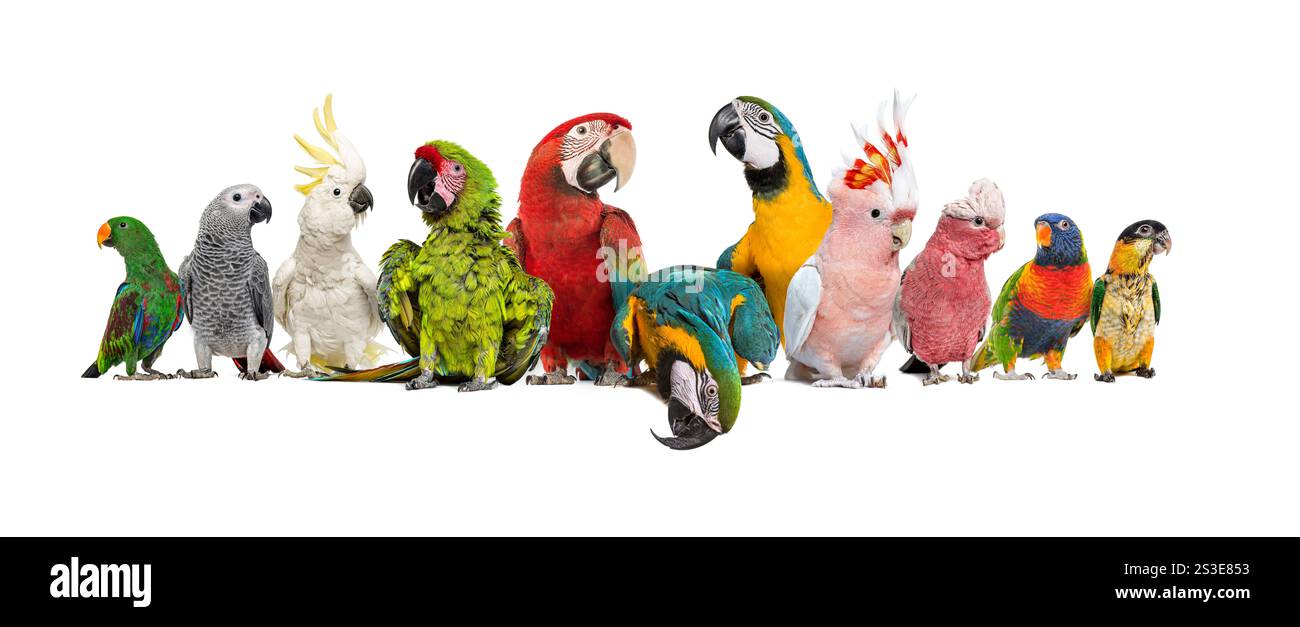 Un grande gruppo di uccelli esotici, pappagalli, pappagalli, pappagalli di fila, isolati sul bianco Foto Stock
