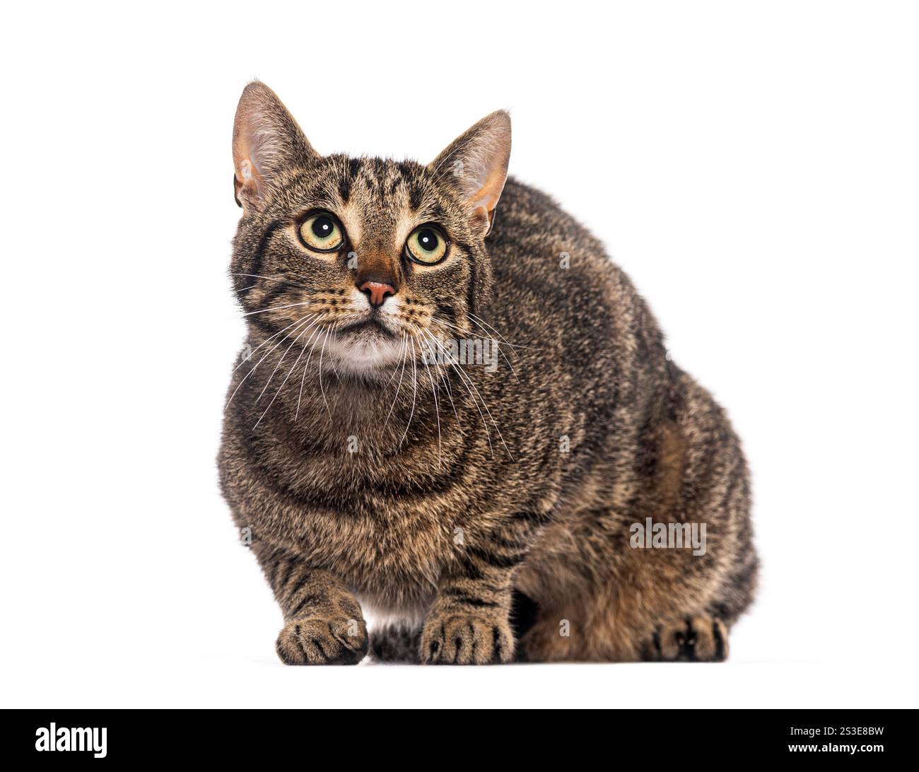 Gatto domestico shorthair a righe con occhi gialli brillanti seduti e che guarda in alto curiosamente Foto Stock