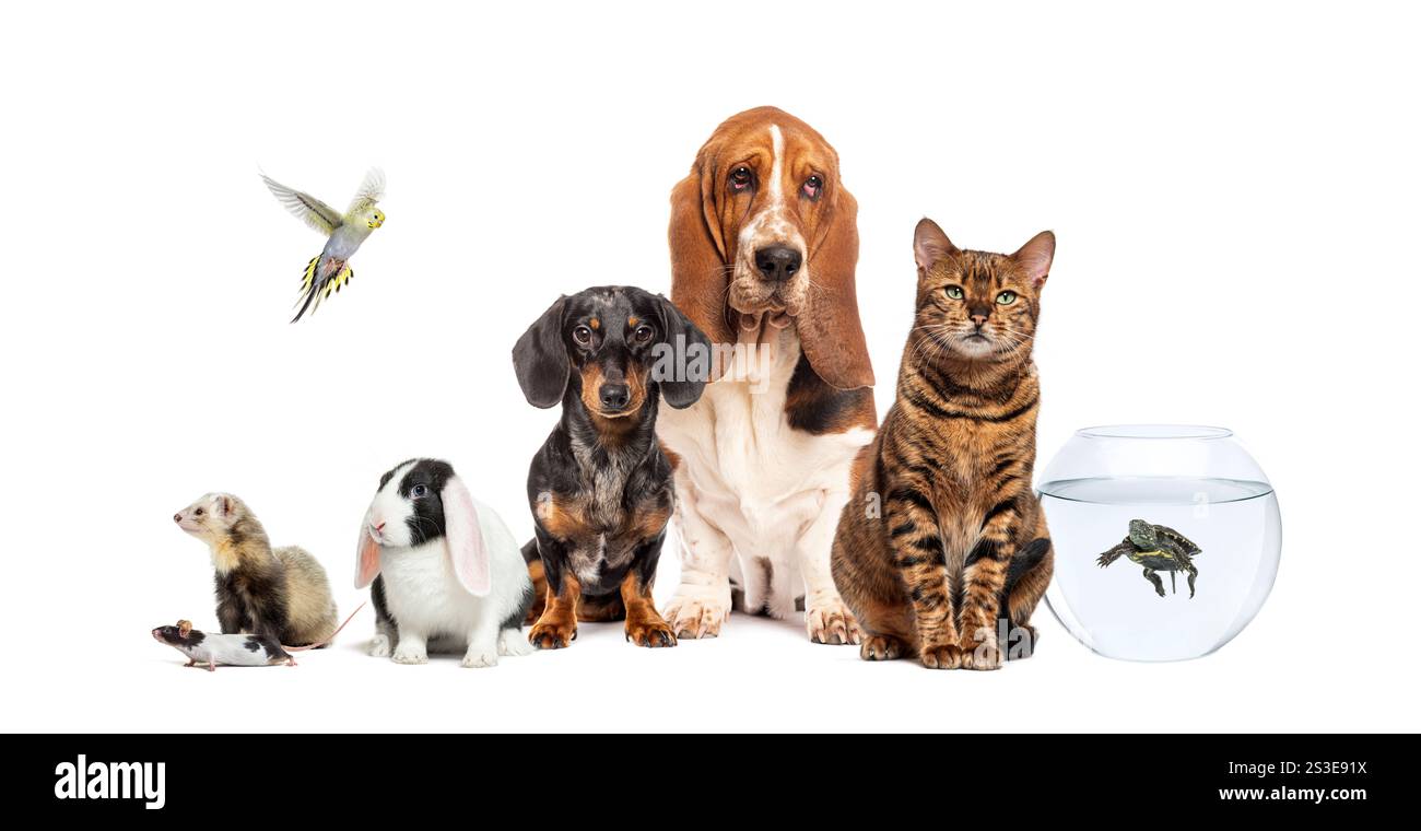 Gruppo di animali domestici, compresi cani, gatto, coniglio, furetto, topo, tartaruga e parakeet in posa insieme su uno sfondo bianco Foto Stock