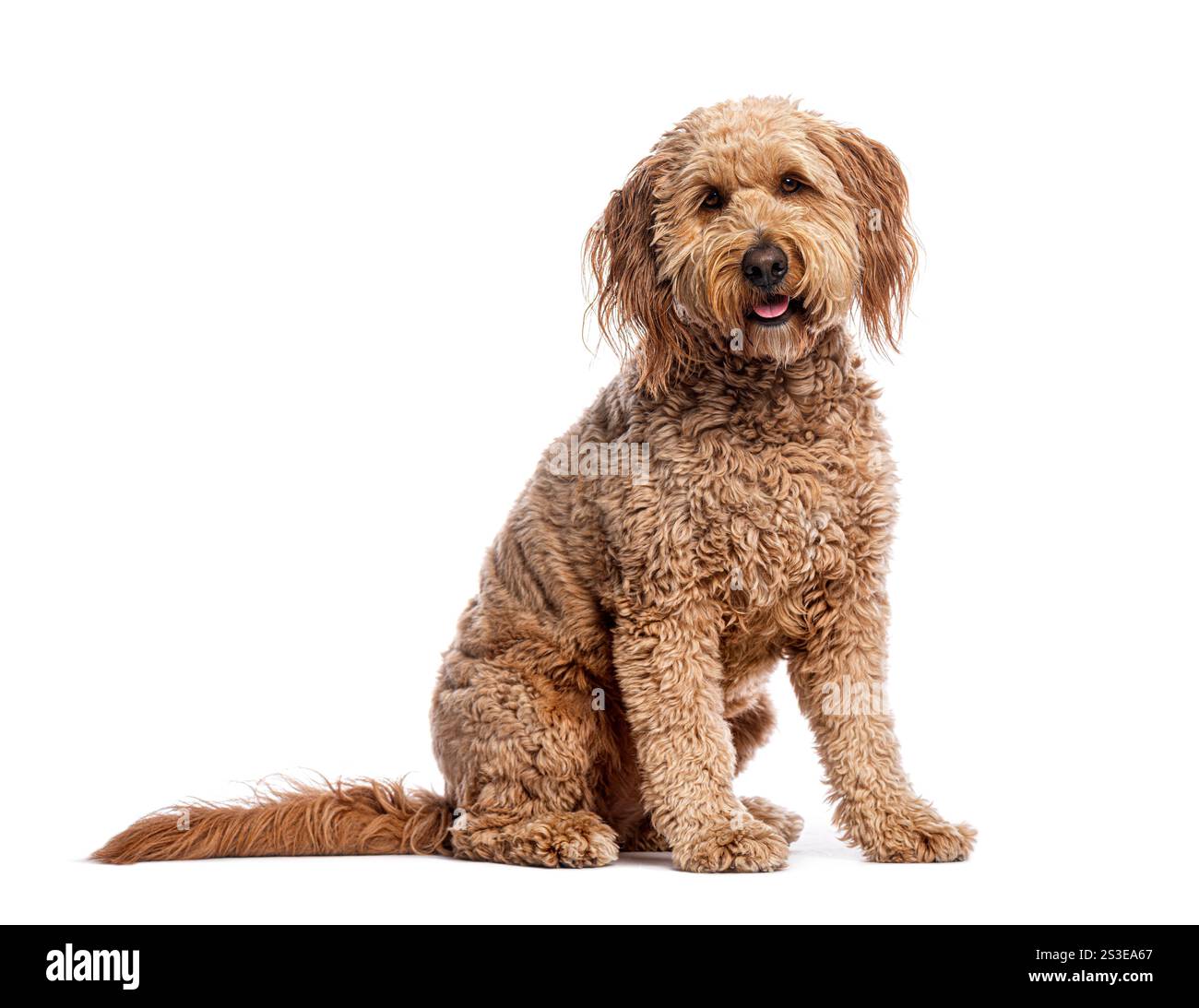 Simpatico cucciolo di goldendoodle seduto su sfondo bianco, a pantare e a guardare avanti Foto Stock