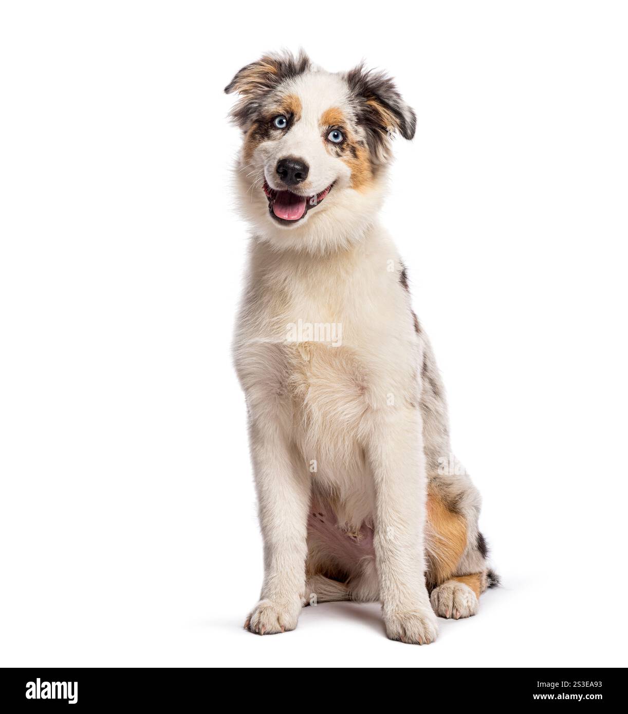 Adorabile cucciolo di pastore americano seduto e seduto, isolato su uno sfondo bianco senza cuciture Foto Stock