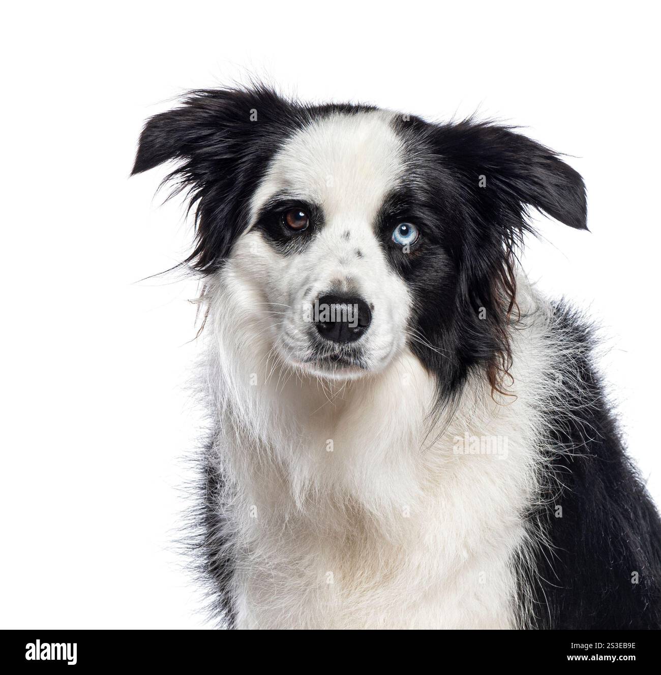 Border collie dog in posa in uno studio, mostrando la sua eterocromia con occhi di colore diverso e occhi neri Foto Stock
