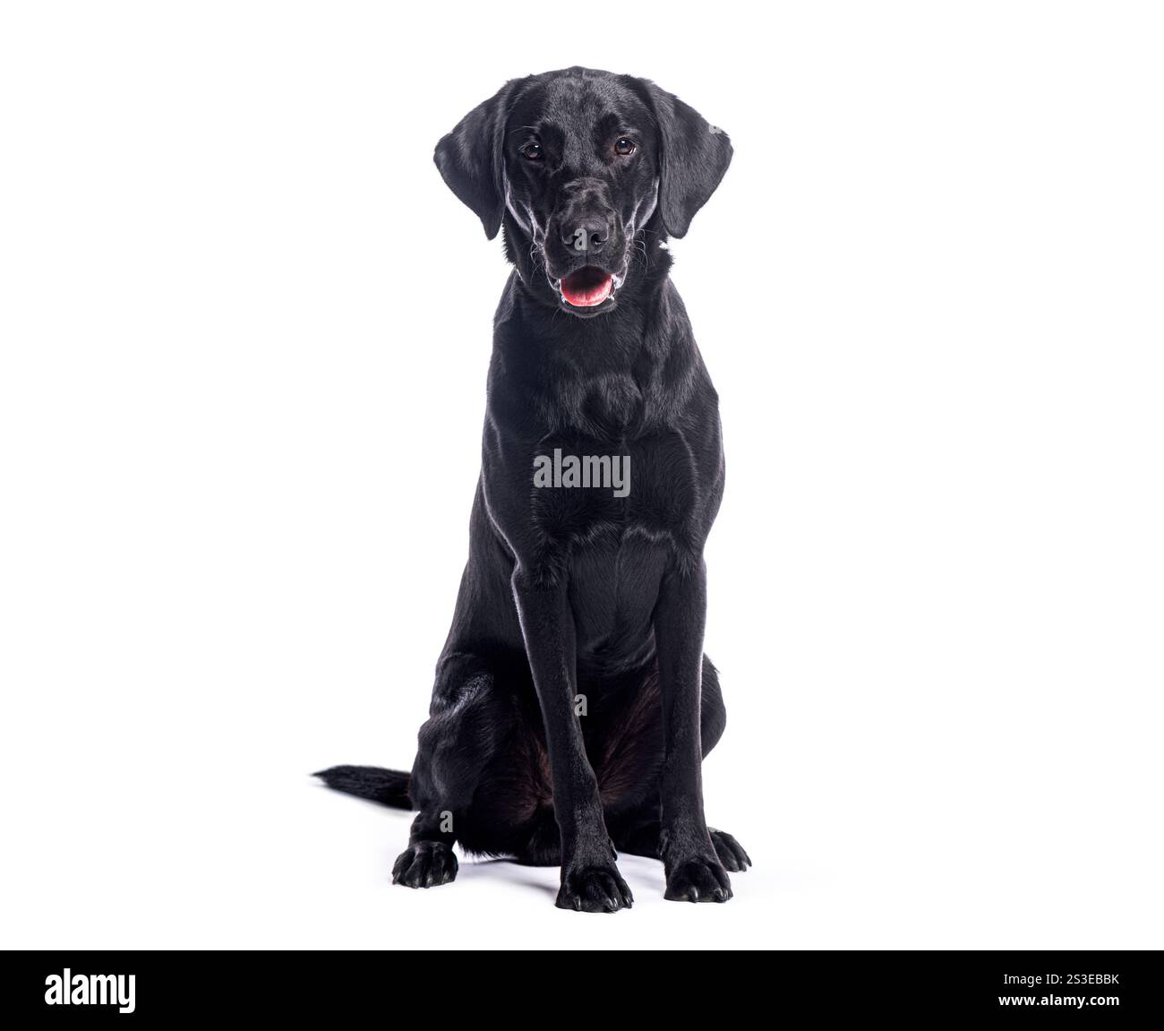 Foto in studio di un labrador retriever nero seduto e seduto su uno sfondo bianco Foto Stock