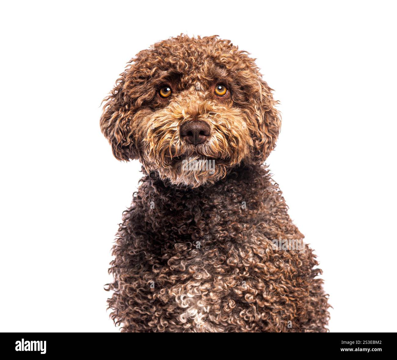 Ritratto in studio di un cane acquatico spagnolo che sembra curioso, isolato su sfondo bianco Foto Stock
