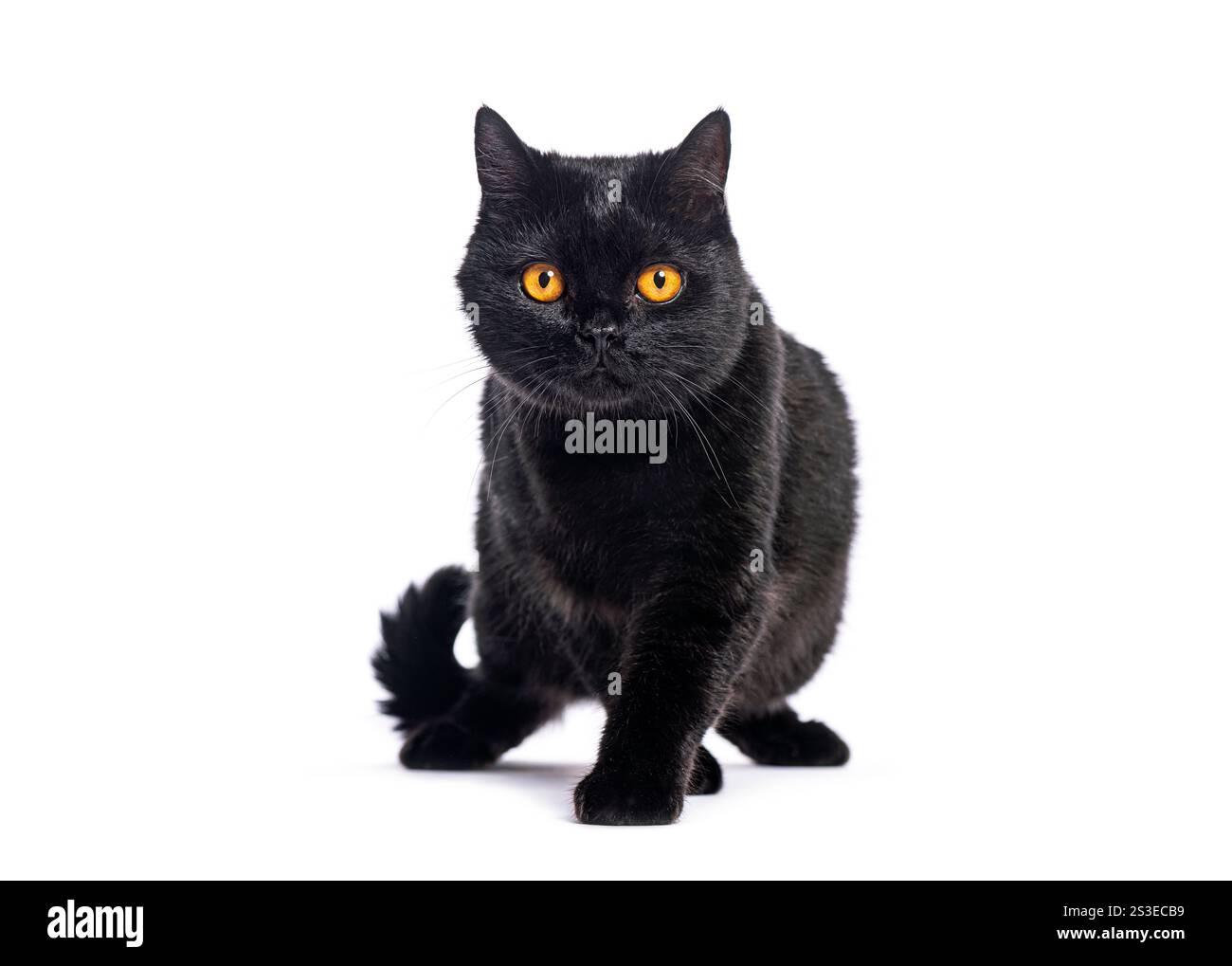 Curioso gatto britannico shorthair con intensi occhi arancioni che cammina su sfondo bianco Foto Stock