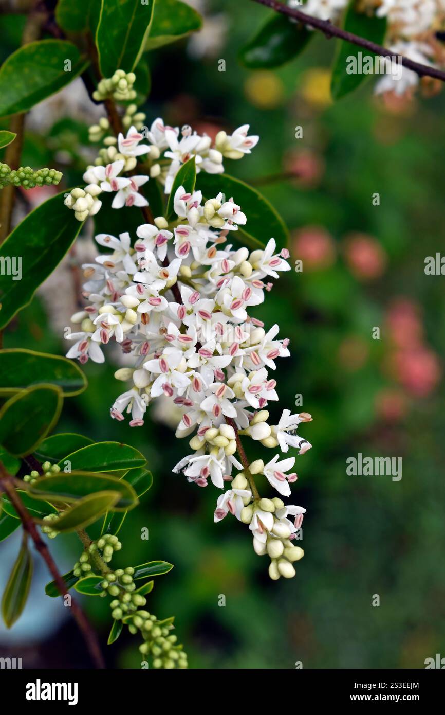 Bouquet di fiori bianchi (Ligustrum sinense) sul giardino Foto Stock