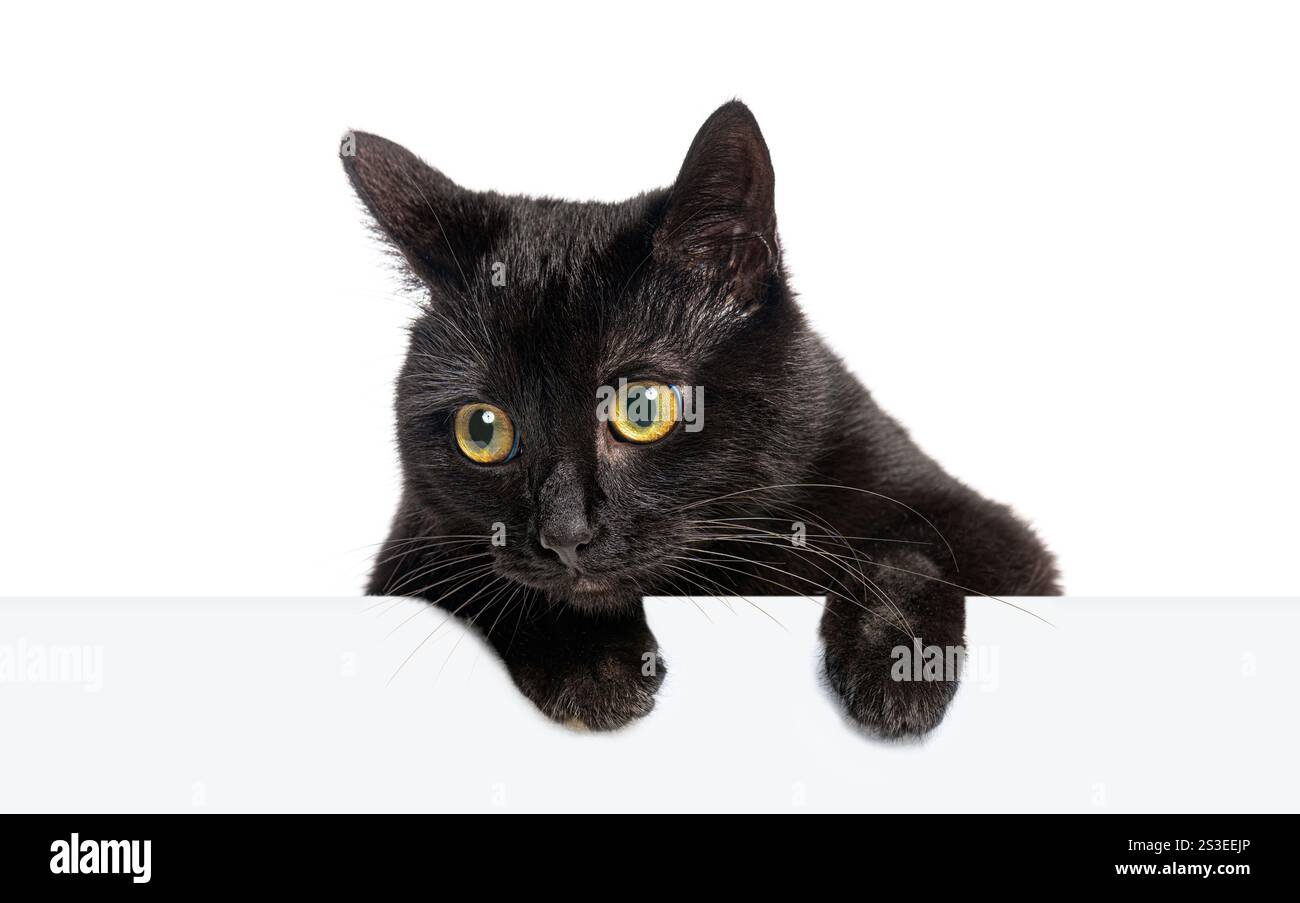 Curioso gatto nero con occhi gialli che sbircia su uno striscione bianco bianco che guarda lateralmente, isolato sul bianco Foto Stock
