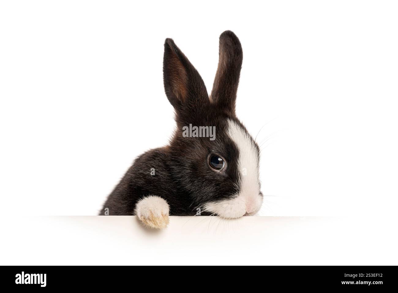 coniglietto bianco e nero che sbircia su una superficie bianca, isolata sul bianco Foto Stock