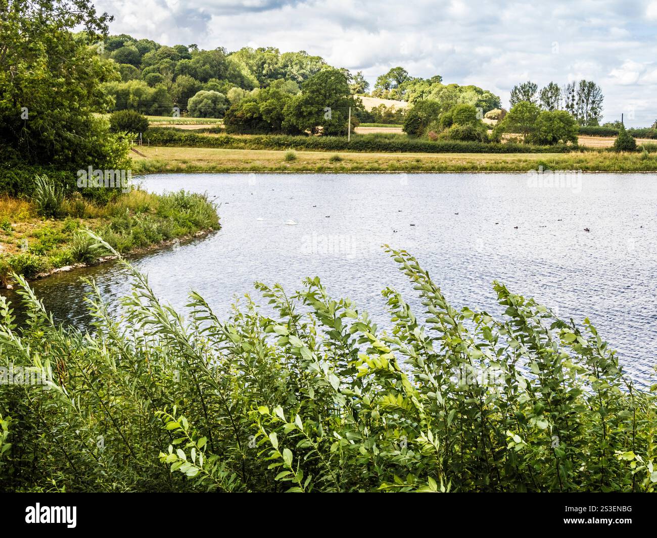 Pesca alla trota di Witcombe Waters. Foto Stock