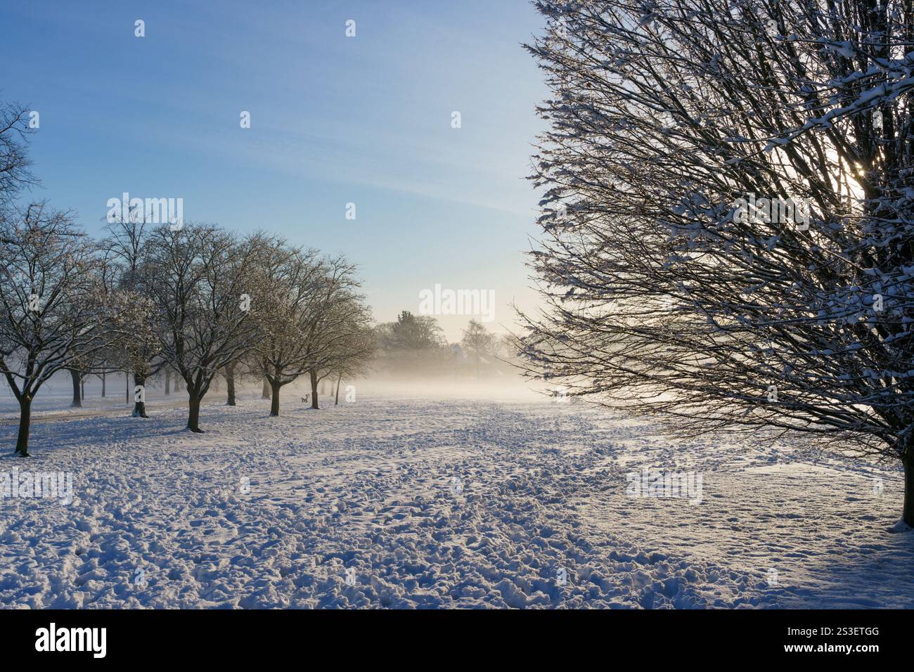 Alberi ricoperti di neve fiancheggiano il randagio nebbioso all'alba ad Harrogate, North Yorkshire, Regno Unito. Foto Stock