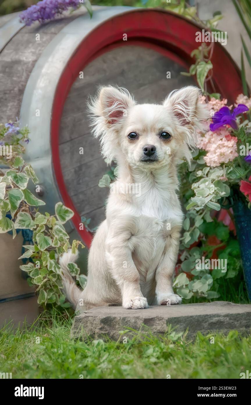 Chihuahua maschio dai capelli lunghi color crema, seduto in un giardino fiorito, con vista frontale di un simpatico cagnolino di 5 mesi Foto Stock